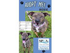 Adopt Roxie a Brindle Dutch Shepherd / Hound (Unknown Type) / Mixed dog in