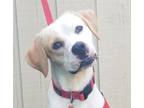 Adopt Ben a White Mixed Breed (Large) / Mixed dog in Savannah, GA (39018169)