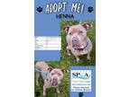 Adopt Henna a Tan/Yellow/Fawn American Pit Bull Terrier / Labrador Retriever /