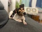 Adopt Rainbow a Tricolor (Tan/Brown & Black & White) Rat Terrier / Terrier