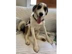 Adopt Dillon a Labrador Retriever / Husky / Mixed dog in Port Jervis
