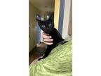Adopt Nylia a All Black Domestic Shorthair / Mixed (short coat) cat in Fort