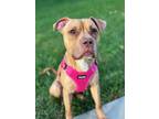 Adopt Peaches a Tan/Yellow/Fawn Pit Bull Terrier / American Pit Bull Terrier /