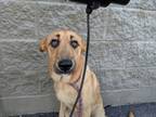 Adopt Pamela a Tan/Yellow/Fawn Labrador Retriever / Mixed dog in Florence