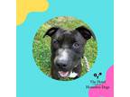 Adopt Max a Black Mixed Breed (Large) / Mixed dog in Cumberland, RI (39013709)