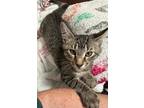 Adopt Pipsqueak a Domestic Shorthair / Mixed (short coat) cat in Hoover
