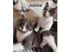 Adopt Justice a Domestic Shorthair / Mixed (short coat) cat in Hoover