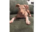 Adopt Mercedes Benz a Tan/Yellow/Fawn Mixed Breed (Medium) dog in New York