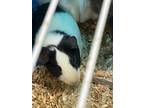 Adopt Pocket a Guinea Pig small animal in Chico, CA (39026403)