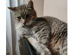 Adopt Alvin a Gray or Blue Domestic Shorthair / Mixed (medium coat) cat in