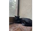 Adopt Johnny Bravo a American Shorthair / Mixed (short coat) cat in Fulton