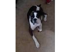 Adopt George II a Brindle - with White Boxer / Mixed dog in Austin