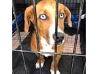 Adopt Horatio a Basset Hound, Mixed Breed