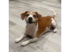 Adopt The Wizard of Oz (aka OZZIE) a Beagle, Dachshund