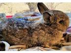 Adopt Dawnie aka Dannie a Netherland Dwarf / Mixed (short coat) rabbit in Scotts