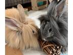 Adopt Buster and Pepper (bonded pair) a Lionhead / Mixed (short coat) rabbit in