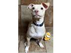 Adopt Puptart a Tan/Yellow/Fawn American Staffordshire Terrier / Mixed dog in