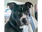 Adopt Atreyu a Black - with White American Pit Bull Terrier dog in Acworth