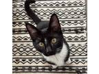 Adopt Meep a Bombay / Mixed (short coat) cat in Buford, GA (38921547)