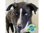 Adopt Brady a Black Mixed Breed (Medium) / Mixed dog in Las Cruces