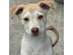 Adopt Balmy (Orange) a Tan/Yellow/Fawn Pit Bull Terrier / Siberian Husky / Mixed