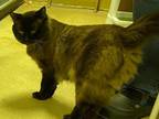 Adopt Simba a Domestic Short Hair