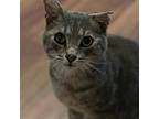 Adopt Rex a Domestic Shorthair / Mixed (short coat) cat in Sewell, NJ (38974382)