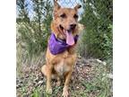 Adopt Remi a Tan/Yellow/Fawn Australian Cattle Dog / Shepherd (Unknown Type) /