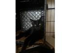 Adopt Asia a Domestic Shorthair / Mixed (short coat) cat in Brigham City -