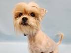 Adopt Mr. Lobster a Lhasa Apso, Mixed Breed