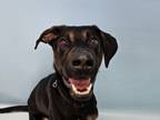 Adopt Caesar a Doberman Pinscher, German Shepherd Dog