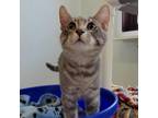 Adopt Thor a Gray or Blue Domestic Shorthair / Mixed cat in Rock Falls