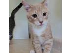Adopt Turnip a Orange or Red Domestic Shorthair / Mixed cat in Rock Falls