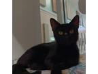 Adopt Yami a All Black Domestic Shorthair / Mixed cat in Sedalia, MO (38948525)