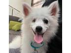 Adopt Taco Bell a White - with Tan, Yellow or Fawn American Eskimo Dog / Mixed