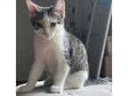 Adopt Falsetto a White Domestic Shorthair / Mixed cat in Los Angeles