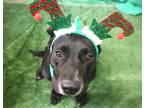 Adopt Jericho 23 a Labrador Retriever / Mixed dog in Brookhaven, MS (39025318)