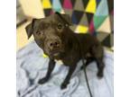 Adopt Mia a Black American Pit Bull Terrier / Mixed dog in Garden, KS (39000842)
