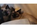 Adopt Werewolf (Barn Cat) a Siamese