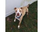 Adopt Ember a Tan/Yellow/Fawn American Pit Bull Terrier / Mixed dog in