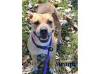Adopt Sienna a Brown/Chocolate American Pit Bull Terrier / Mixed dog in
