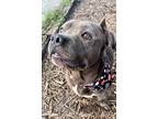 Adopt LOVEJOY a Gray/Blue/Silver/Salt & Pepper Mixed Breed (Large) / Mixed dog