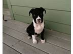 Adopt Nova a Black - with White Boxer / Mixed dog in Lodi, CA (38996074)