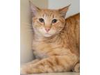 Adopt Charmander a Domestic Short Hair