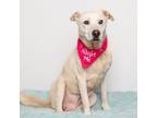 Adopt Blush a White - with Tan, Yellow or Fawn Mixed Breed (Large) / Mixed dog