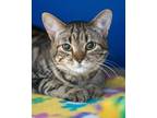 Adopt Floyd a Domestic Short Hair