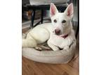 Adopt Goldy a Husky dog in Berkeley Heights, NJ (38970266)