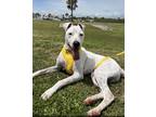 Adopt WAGNER a White Mixed Breed (Medium) / Mixed (short coat) dog in Fernandina