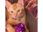 Adopt Trigger a Orange or Red Domestic Shorthair / Mixed cat in Las Cruces