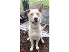 Adopt MAX a Tan/Yellow/Fawn Mixed Breed (Large) / Mixed dog in Fernandina Beach